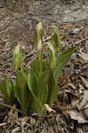 Pink lady's slipper <BR>Moccasin flower